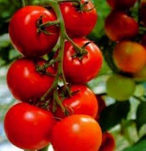 Variedad de tomate Intuition F1
