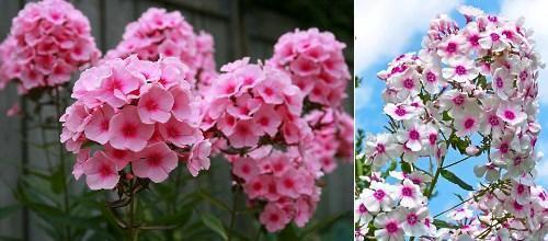 Phlox paniculata