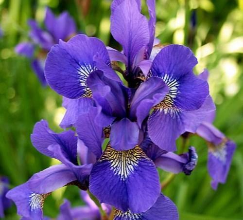 Iris