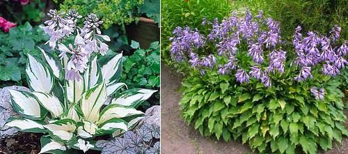 Hosta