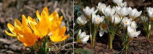 Crocus