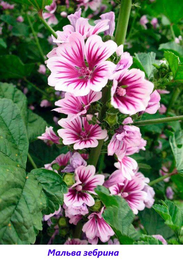 malva zebrina