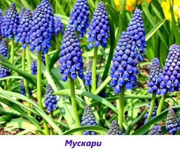 muscari