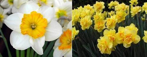 Narcisos