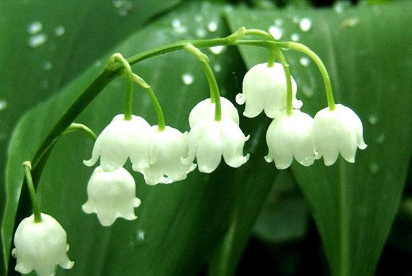 inflorescence de muguet