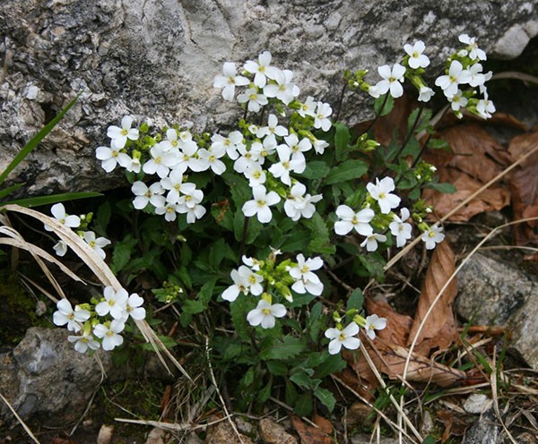 arabis