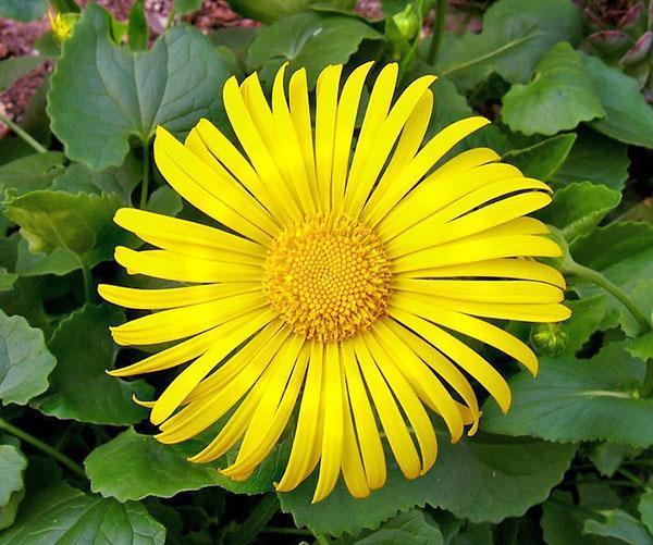 Inflorescence-panier de doronicum jaune