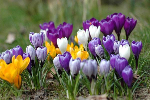 Plantation groupée de crocus