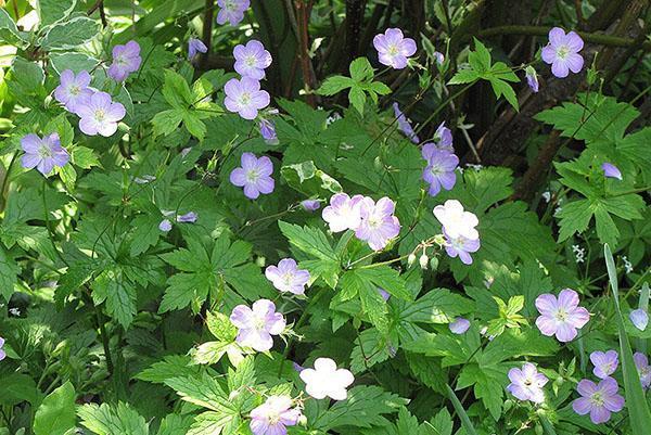 géranium de jardin