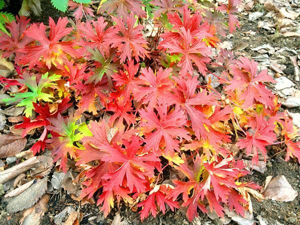 geranio de follaje de otoño