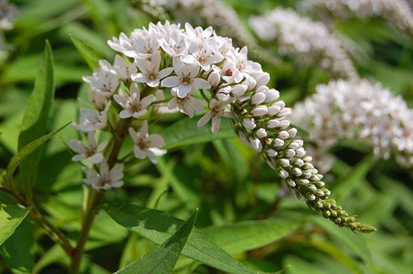 Inflorescencia racemosa de salicaria