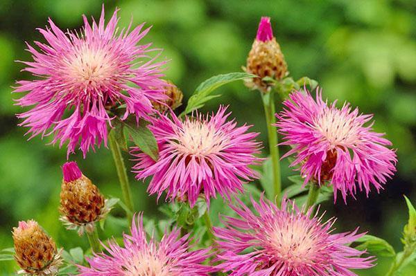 Inflorescences de bleuet vivace