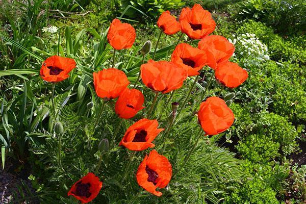 Amapola perenne en plantación grupal