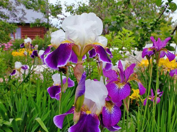 iris en fleurs