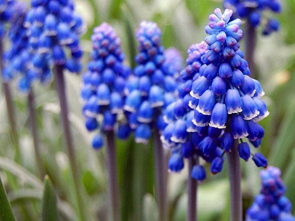 Muscari - jacinthe de souris