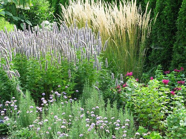 Parterre de fleurs avec monarda, céréales et lofant