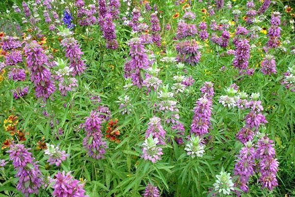 Monarda dans le jardin