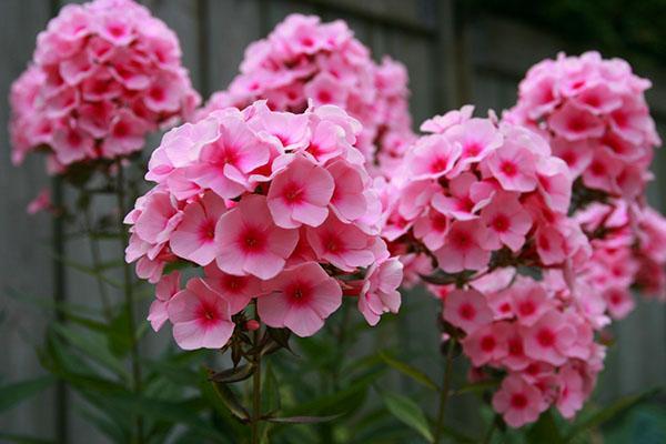 Phlox paniculata