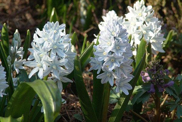 Fleurs sans prétention de Pushkinia vivace