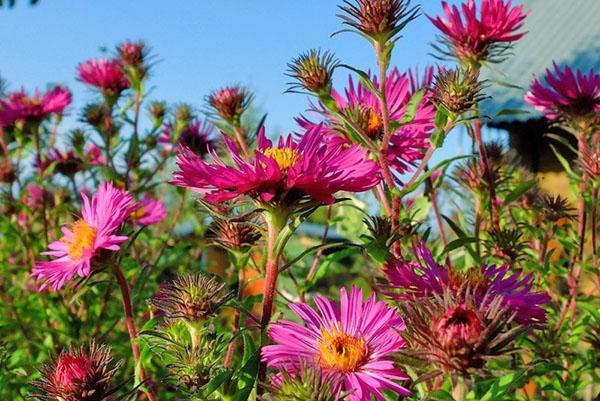 Inflorescences-paniers d'aster vivaces