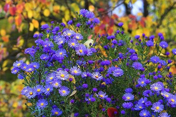 Aster tupido perenne en flor