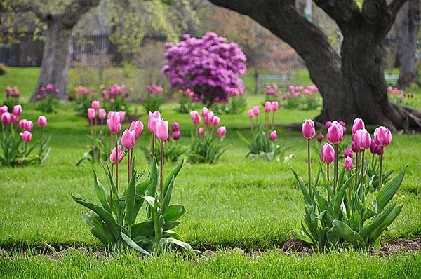 Tulipanes varietales de floración de primavera