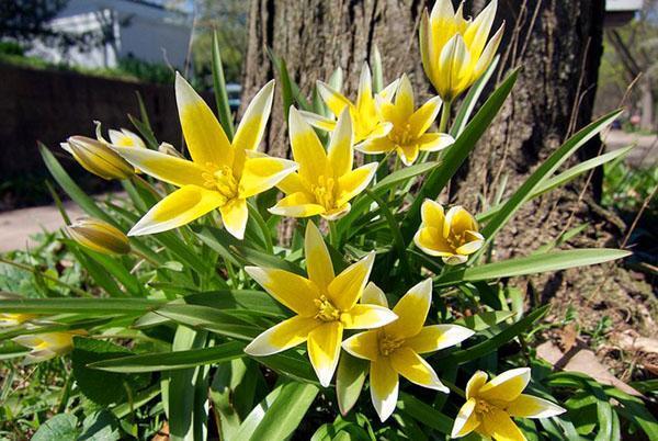 Tulipanes botánicos de bajo crecimiento