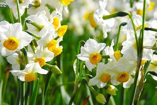 Jonquilles multiflores