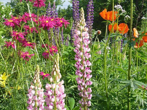 Floraison de vivaces sans prétention