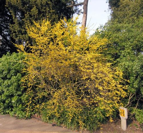 arbusto de forsythia