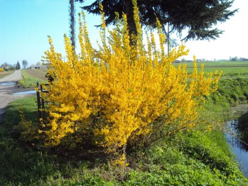 forsythia en croissance