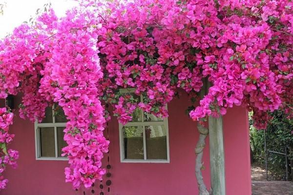 fleurs de bougainvilliers de jardin