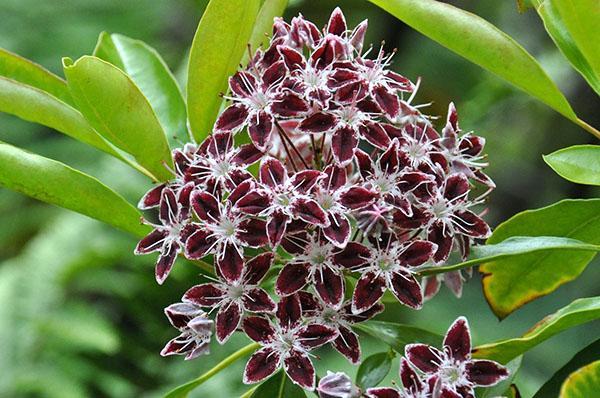 inflorescences ombellées de Calmia