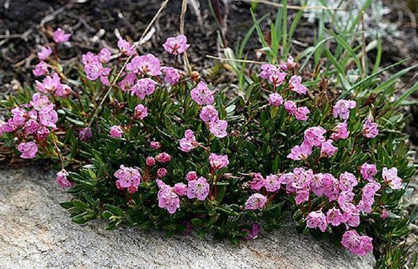 Lamproie de Kalmia