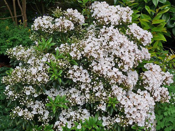 Kalmia blanche comme neige dans le jardin