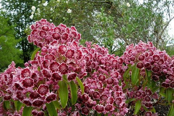 floraison luxuriante de kalmia