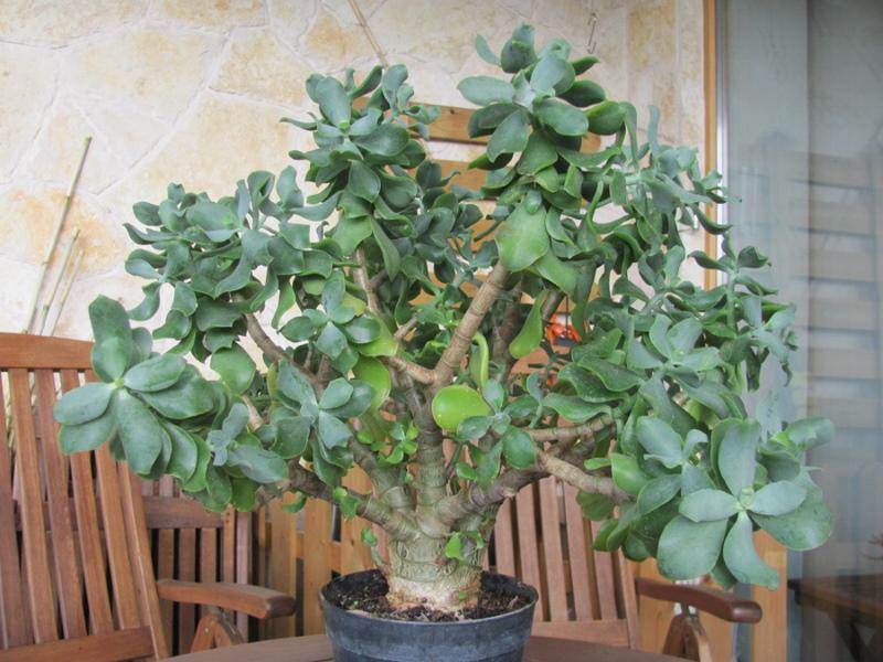 grosse femme argent arbre soins à domicile pour une fleur