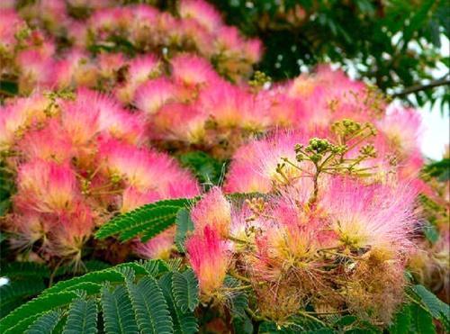 rose albicia
