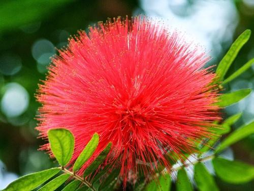 l'albition rouge
