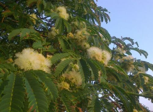 jaune d'albition