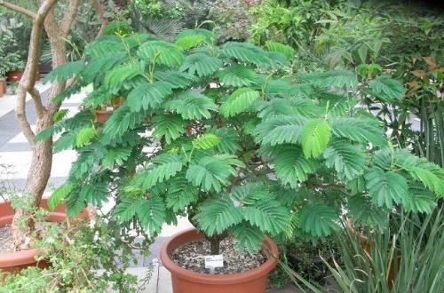 acacia en pot