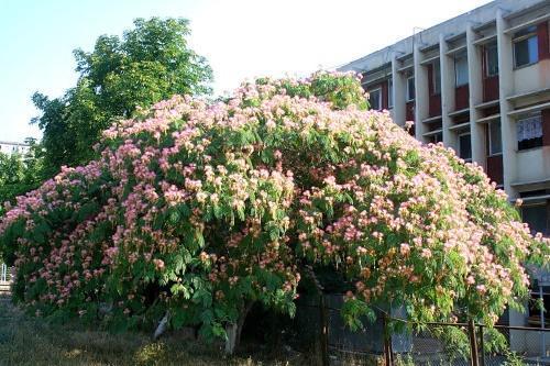 acacia de seda