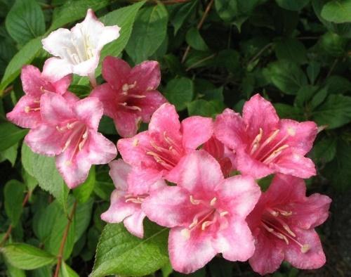 inflorescences de carnaval