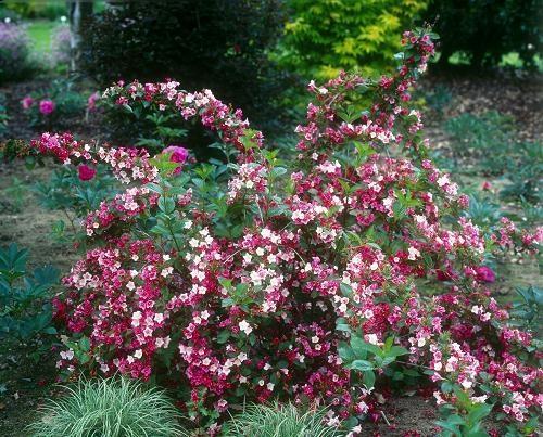 buisson de weigela