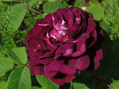 cardenal rosa richelieu