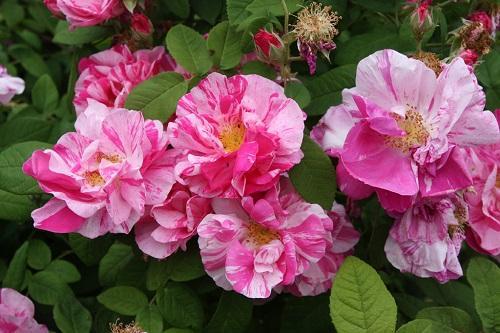 rosa gallica versicolor
