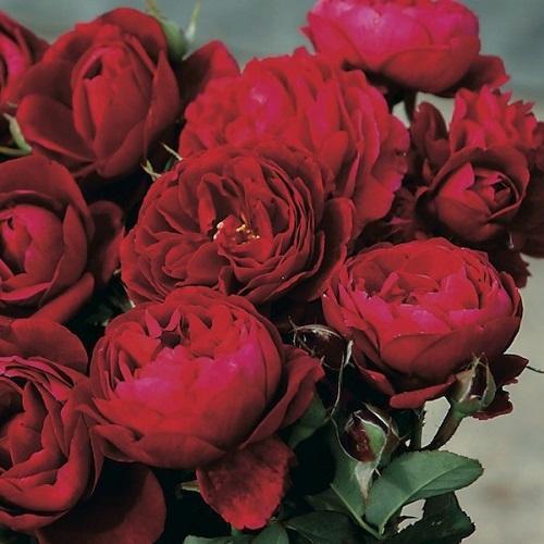 rosa gallika officinalis