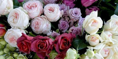 rosas