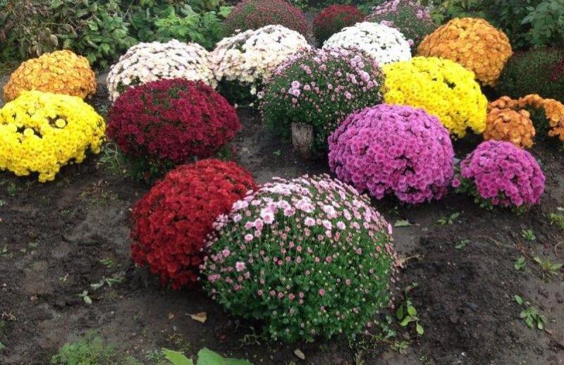 quand planter des chrysanthèmes en automne