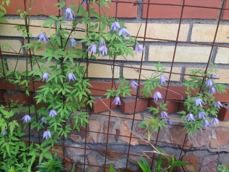 comment prendre soin des princes dans le jardin